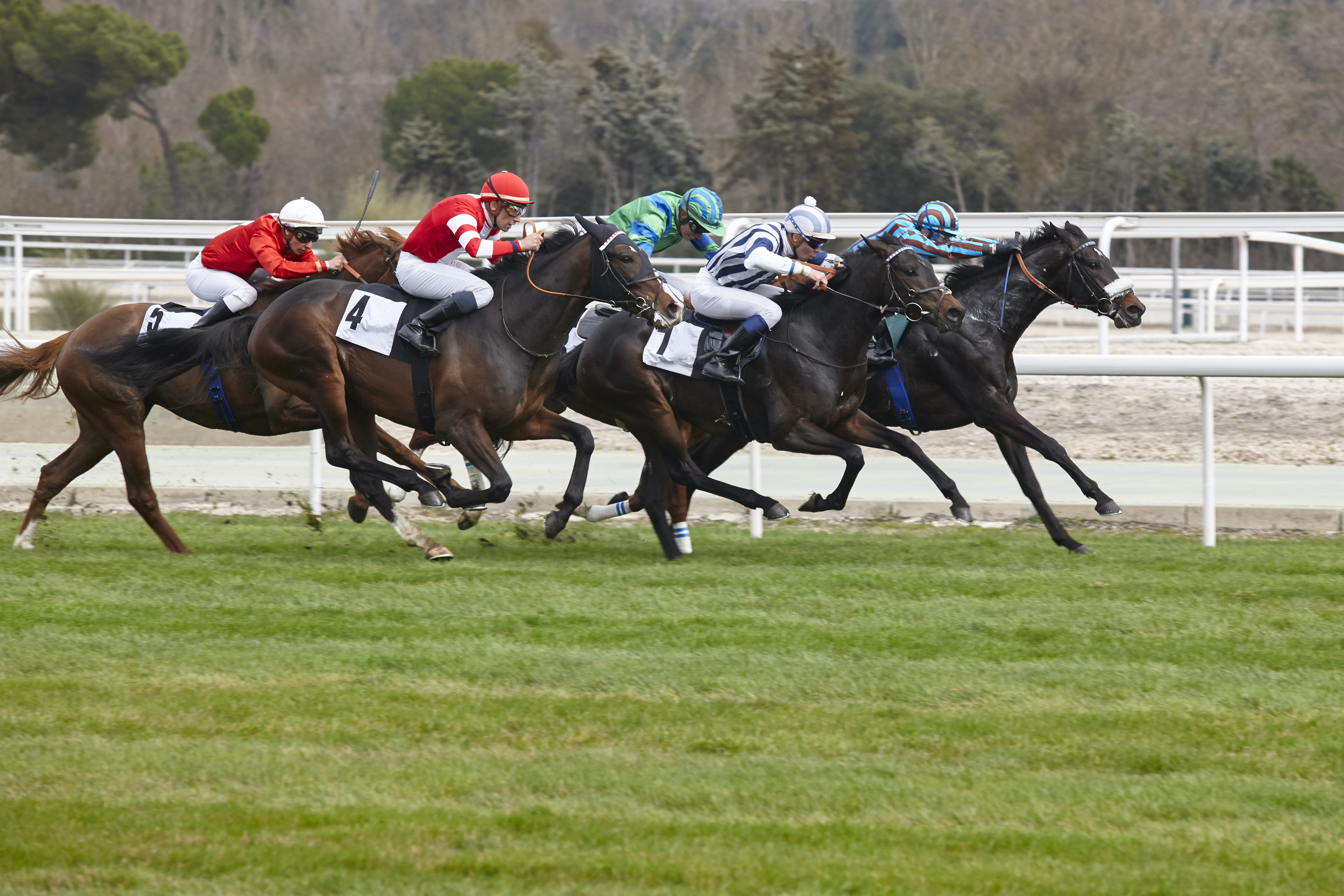 A group of horses racing